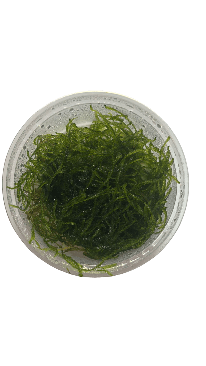 Flame Moss Cup Canlı Bitki