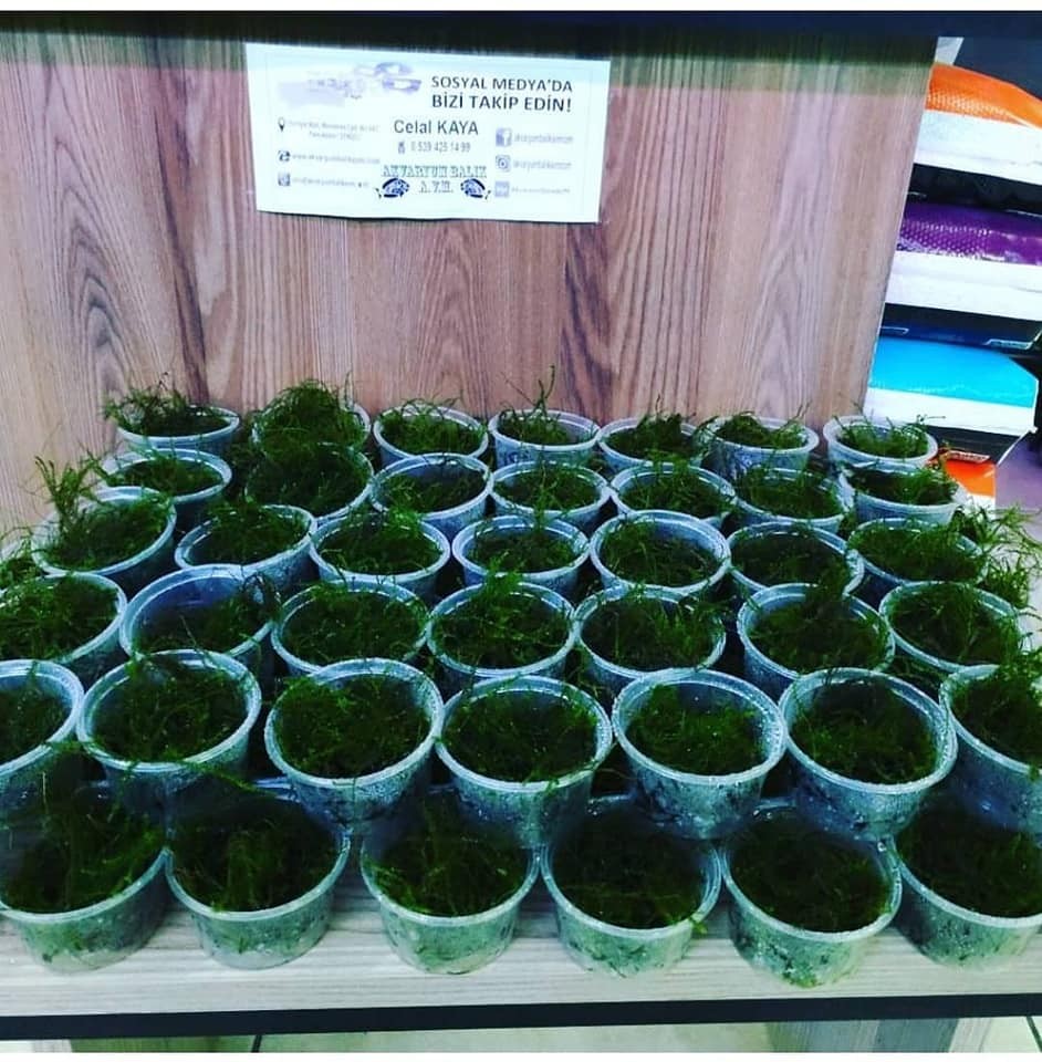 Taiwan Moss Cup