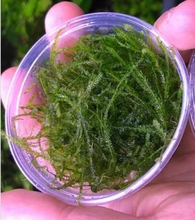 Spiky Moss Cup Canlı Bitki
