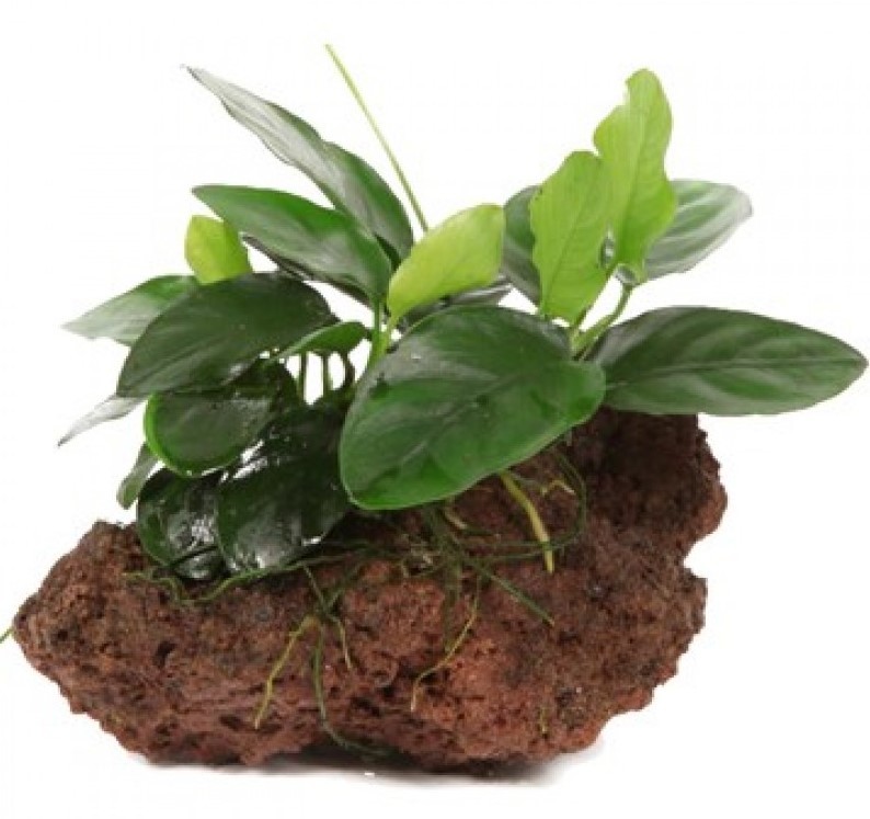 Anubias Barteri Petite Nana 8-10 Yaprak Lav Taşına Sarılı