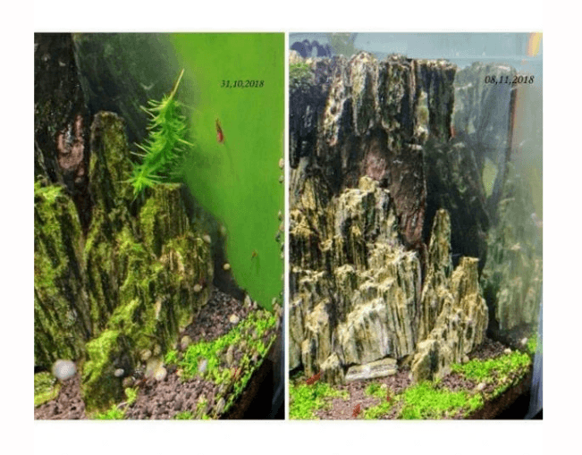 Tiger Nerite Salyangoz Snail 3 Adet