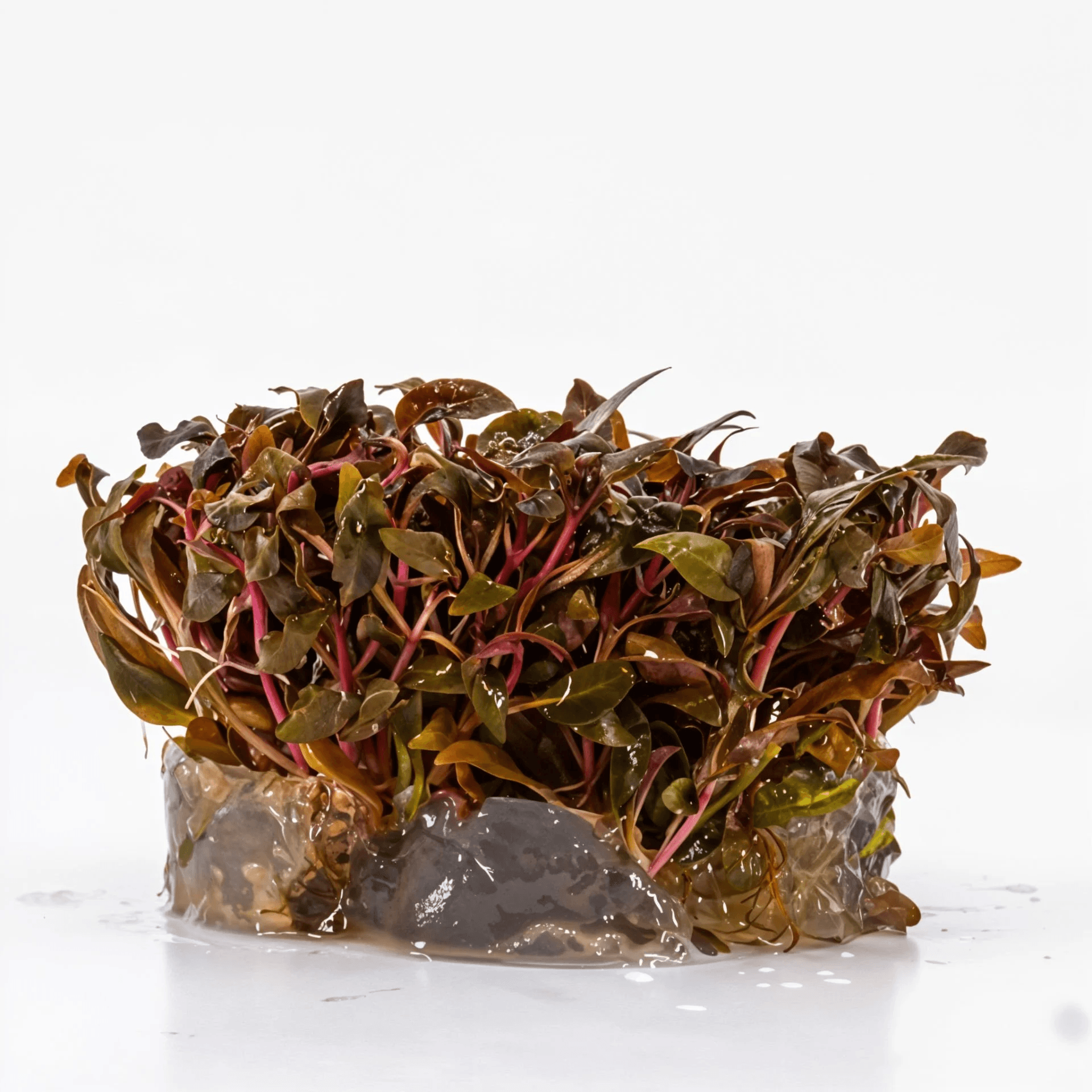 Alternanthera Reineckii Mini In Vitro Canlı Bitki