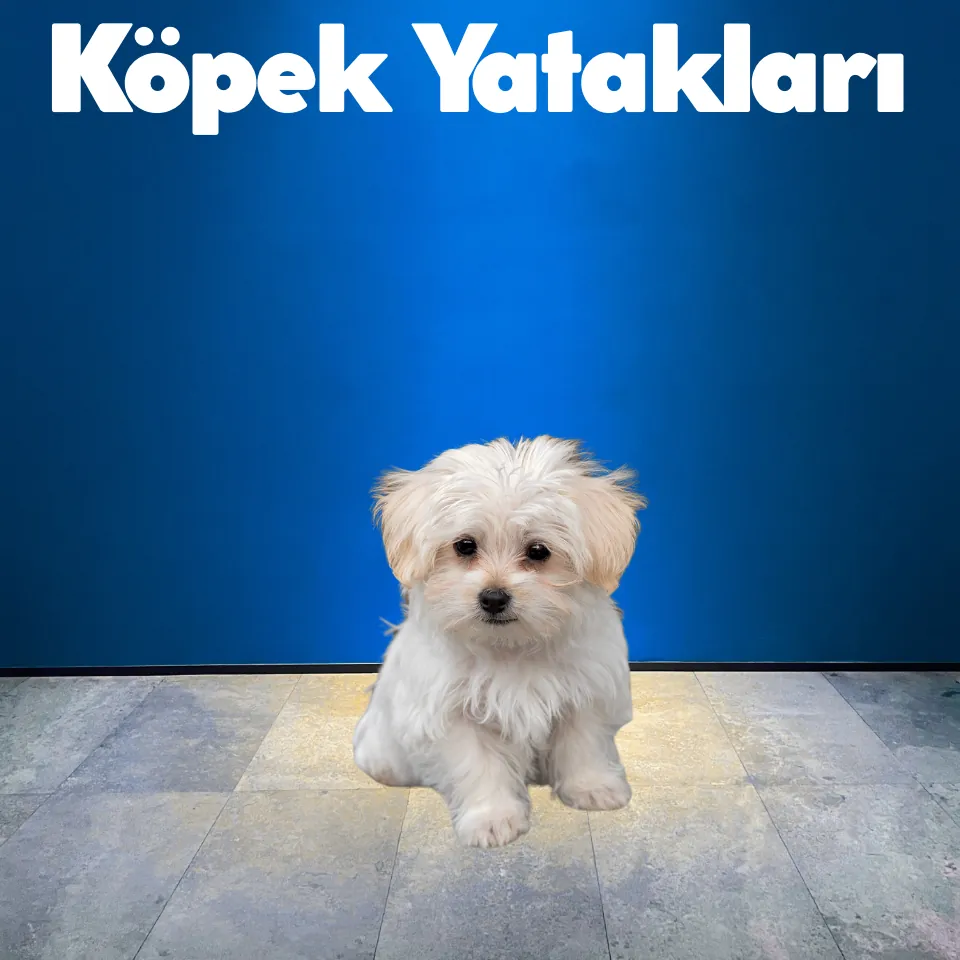Köpek Giyim