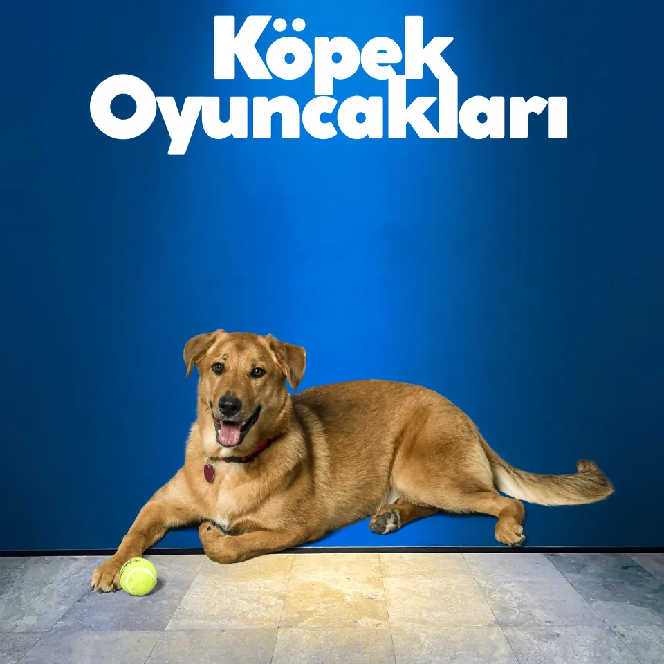 Köpek Eğitim Ürünleri
