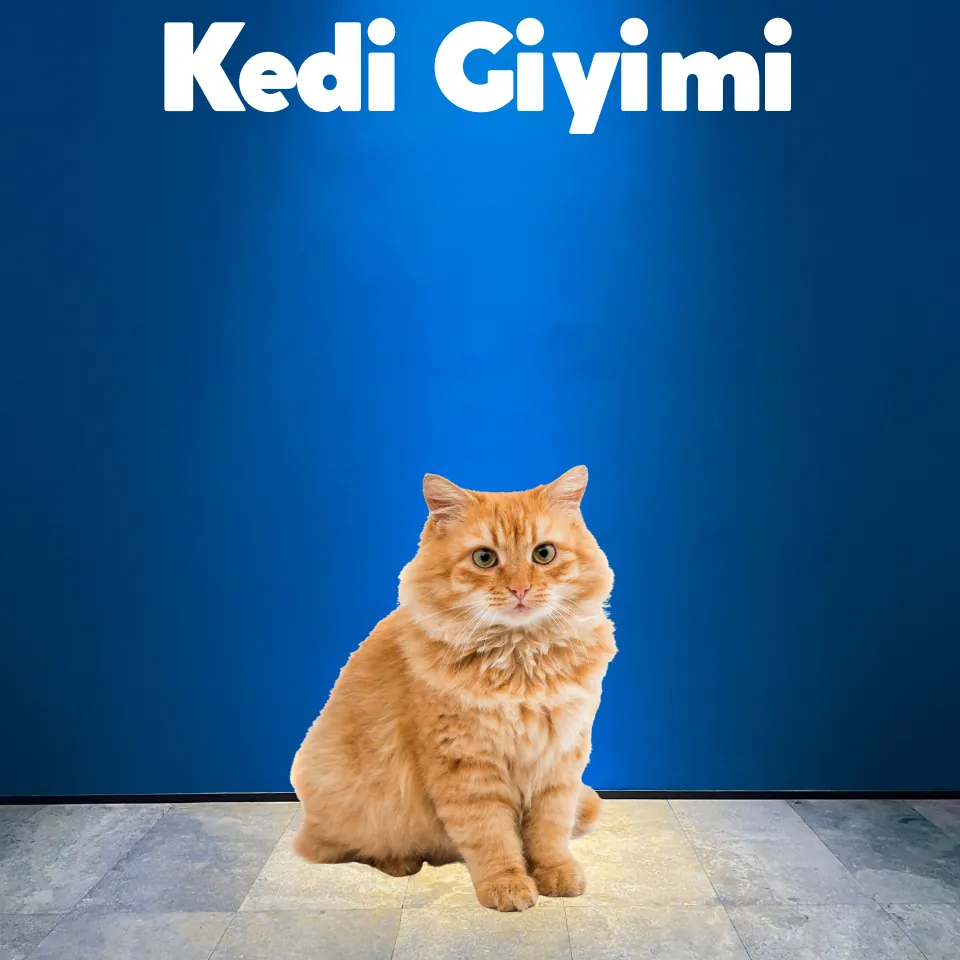 Kedi Eğitim Ürünleri