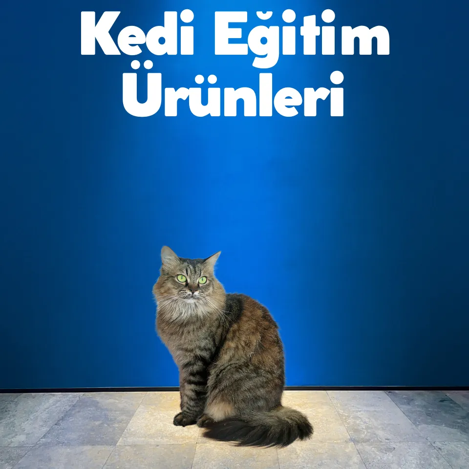 Kedi Oyuncakları