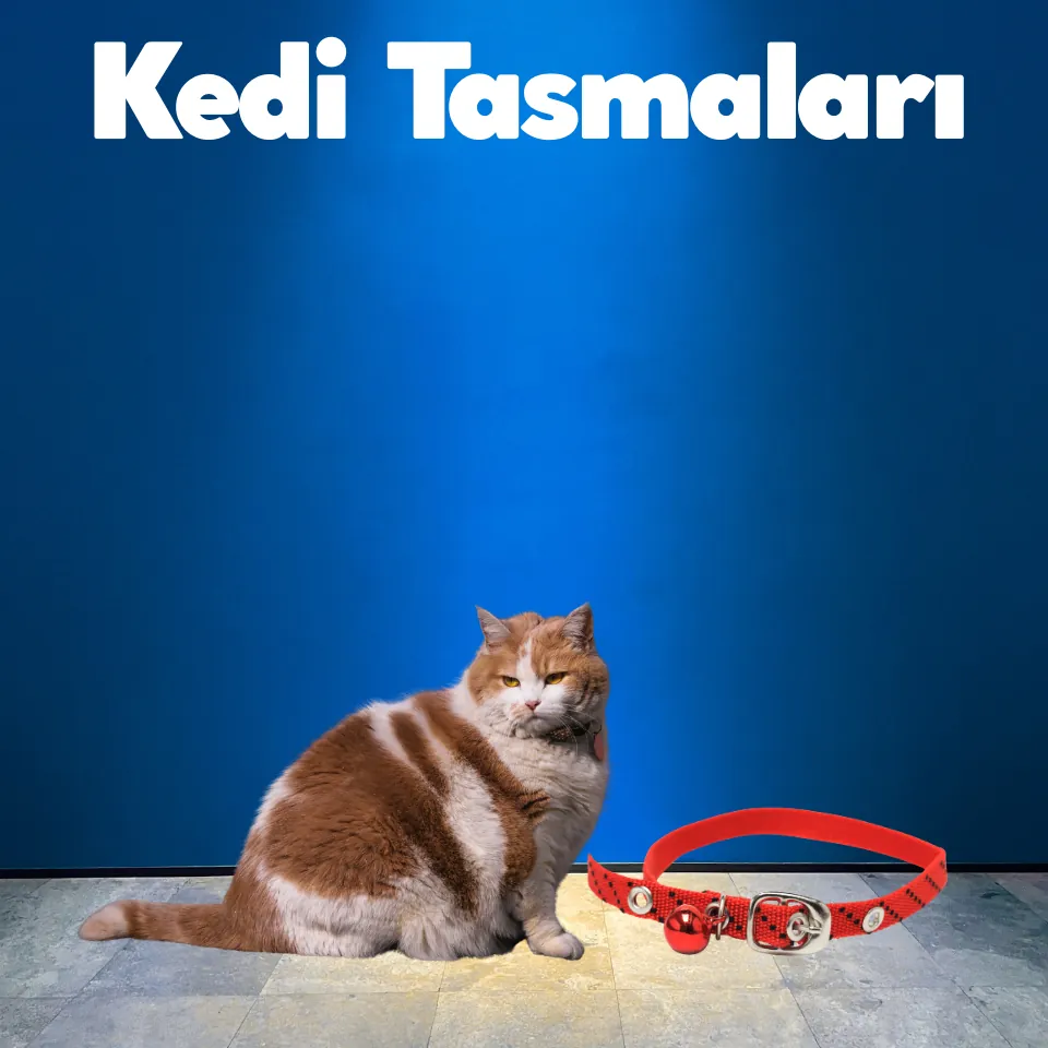 Kedi Giyimi