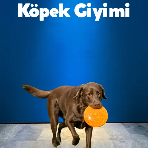 Köpek Mama ve Su Kapları