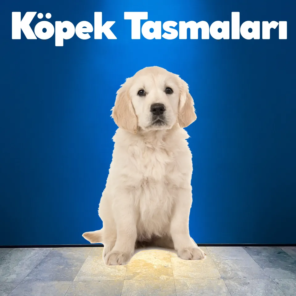 Köpek Oyuncakları