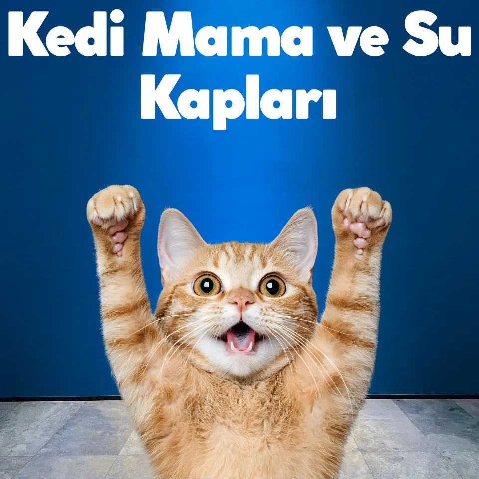 Kedi Yatakları