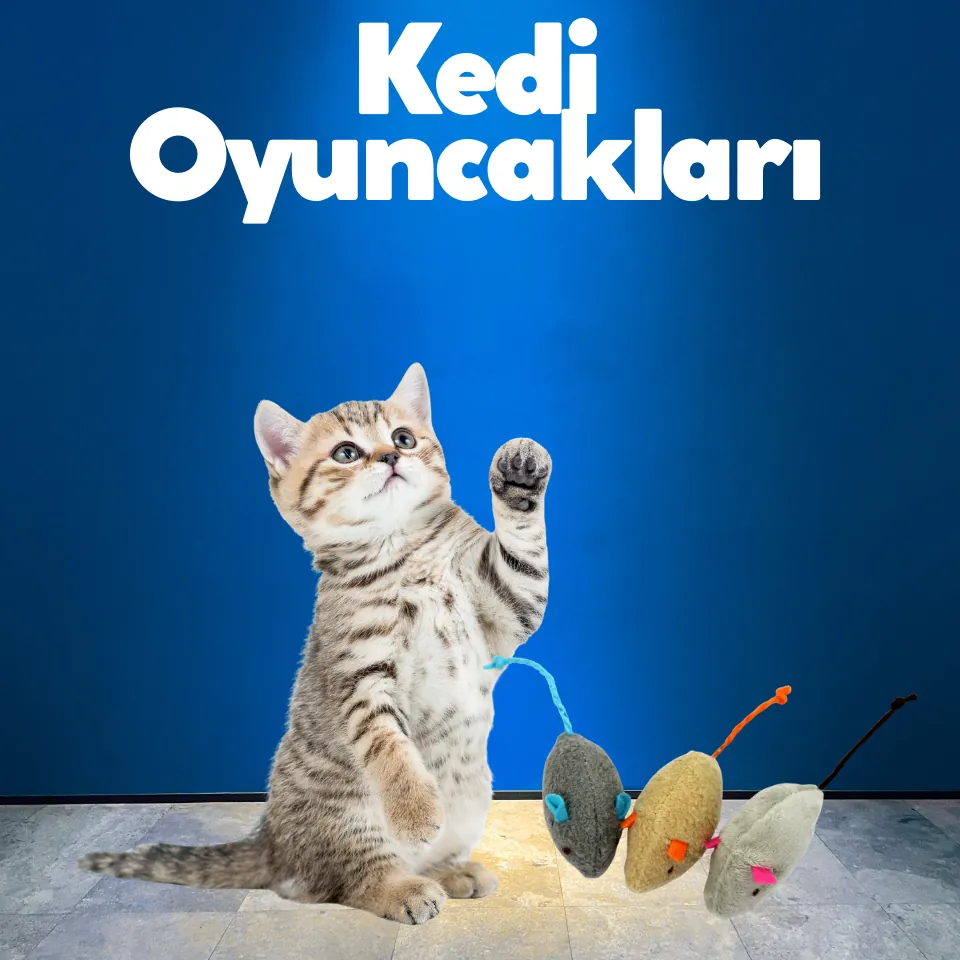 Kedi Mama ve Su Kapları