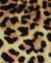 Leopar
