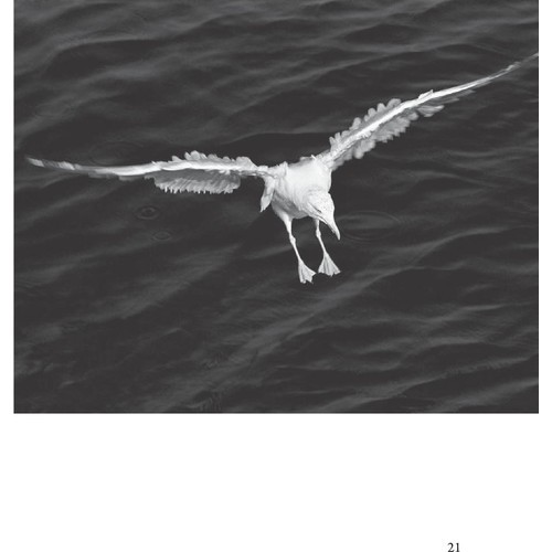 Martı Jonathan Livingston - Richard Bach