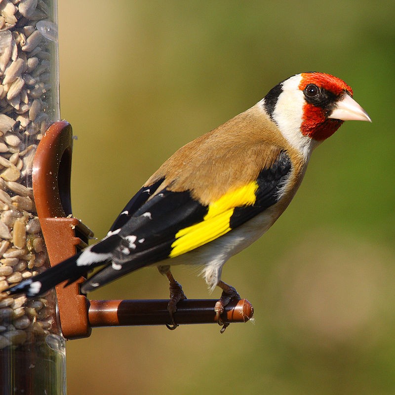 Saka Kuşu Broş - (Carduelis carduelis)