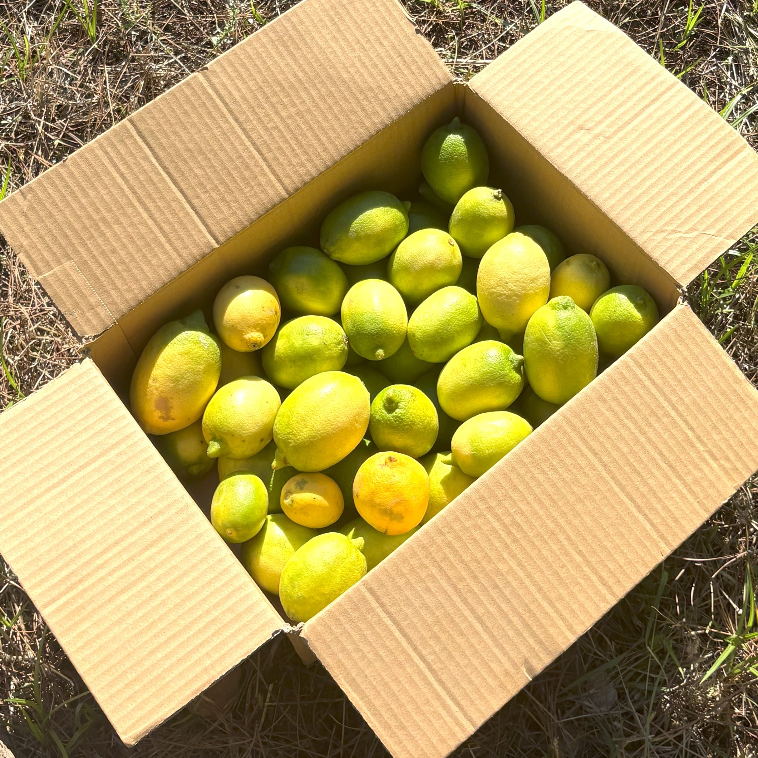 Yerli Limon (Dalaman, 5 kg)