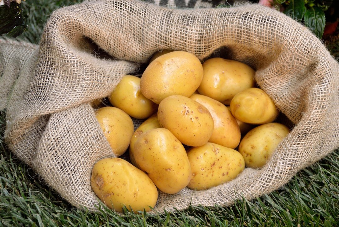 Patateslerin nem ve güneş ışığına maruz kalmaması gerekiyor; bu yüzden onları bir sepet veya çuval içinde saklamak gerekli.