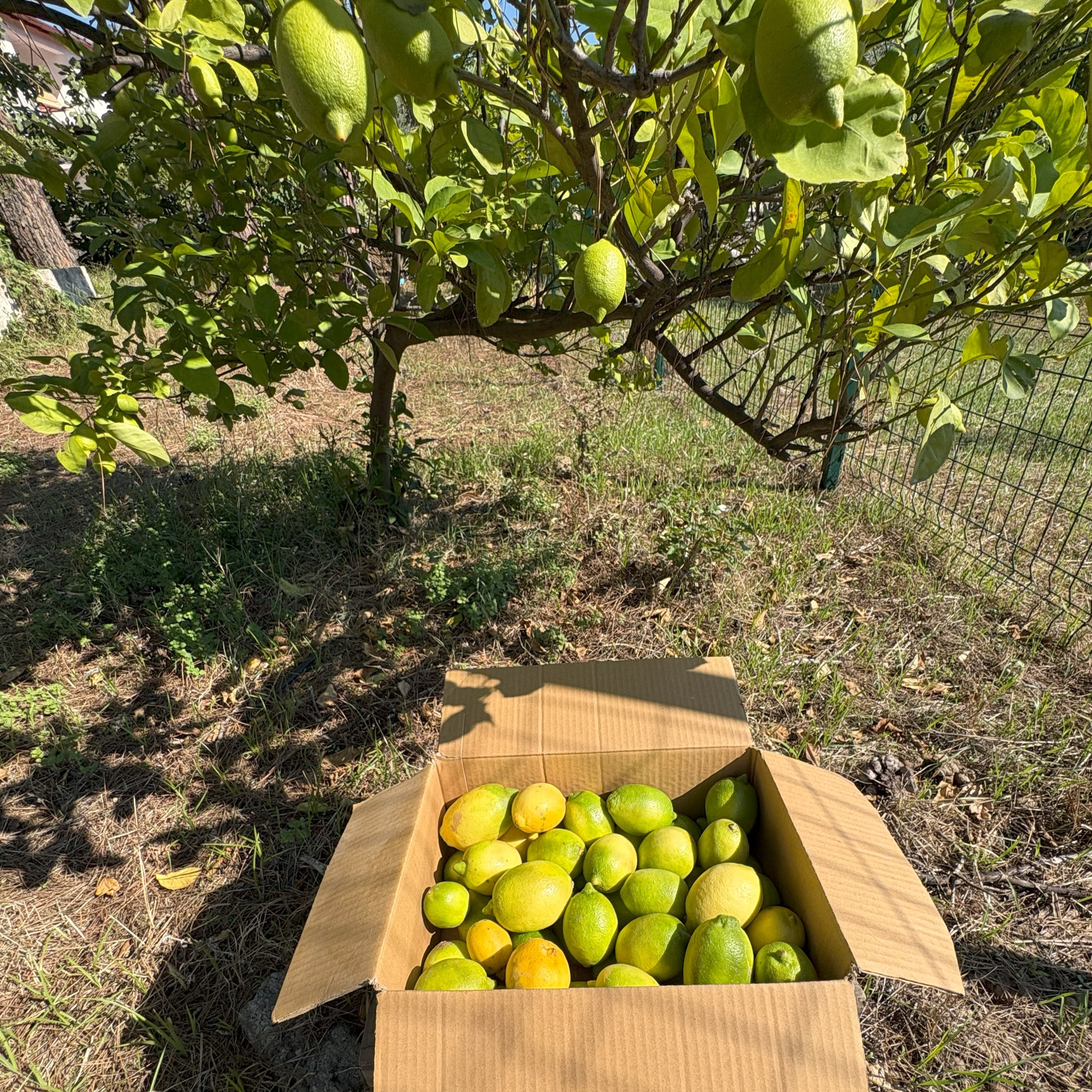 Yerli Limon (Dalaman, 5 kg)