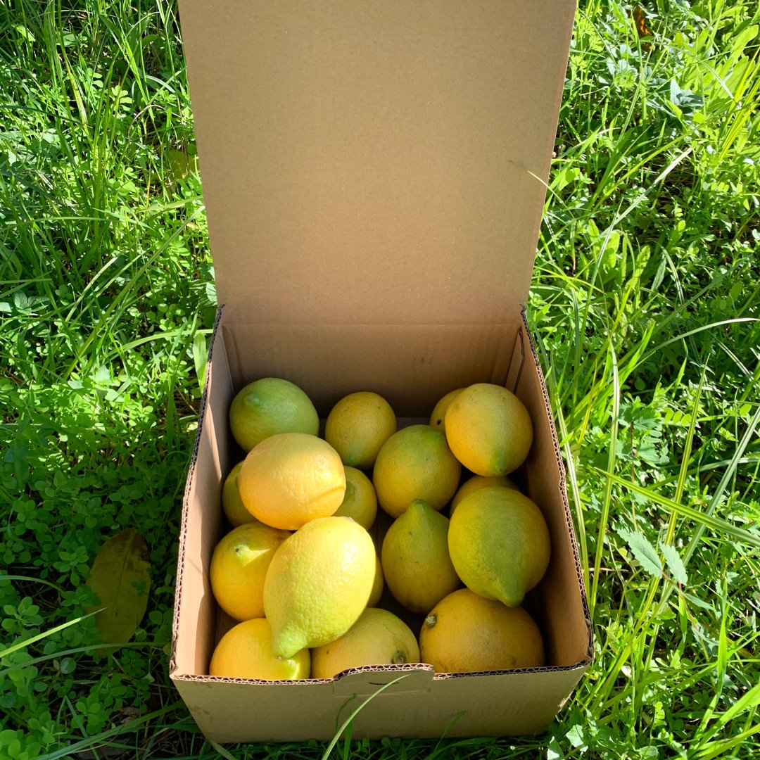Yerli Limon (Dalaman, 2 kg)