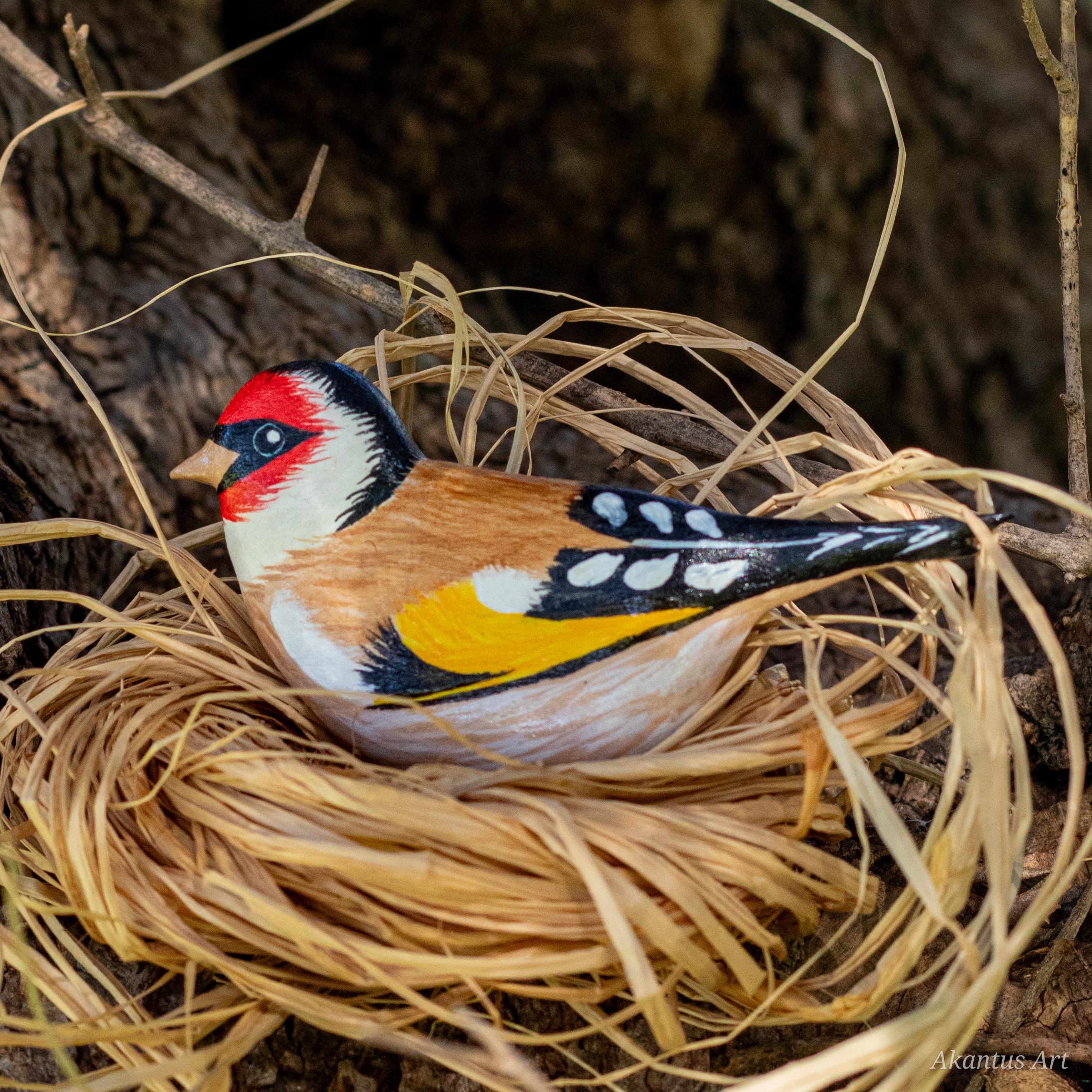 Saka Kuşu Toka - (Carduelis carduelis)