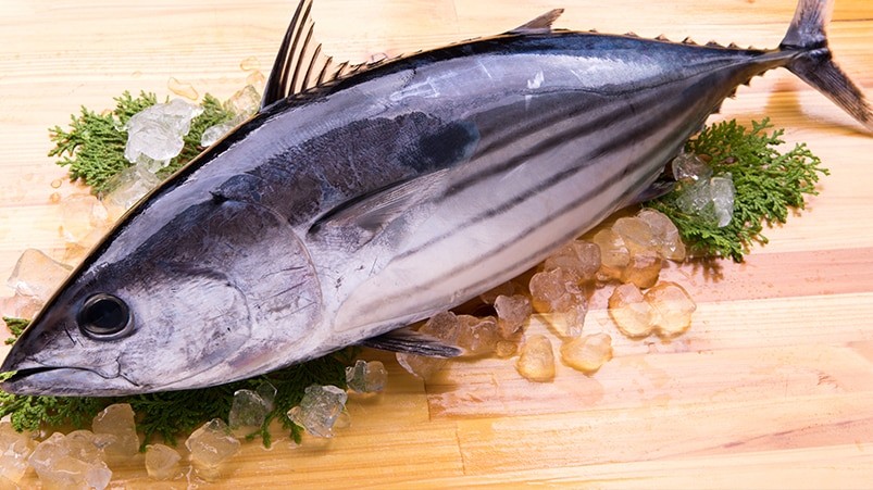 Palamut