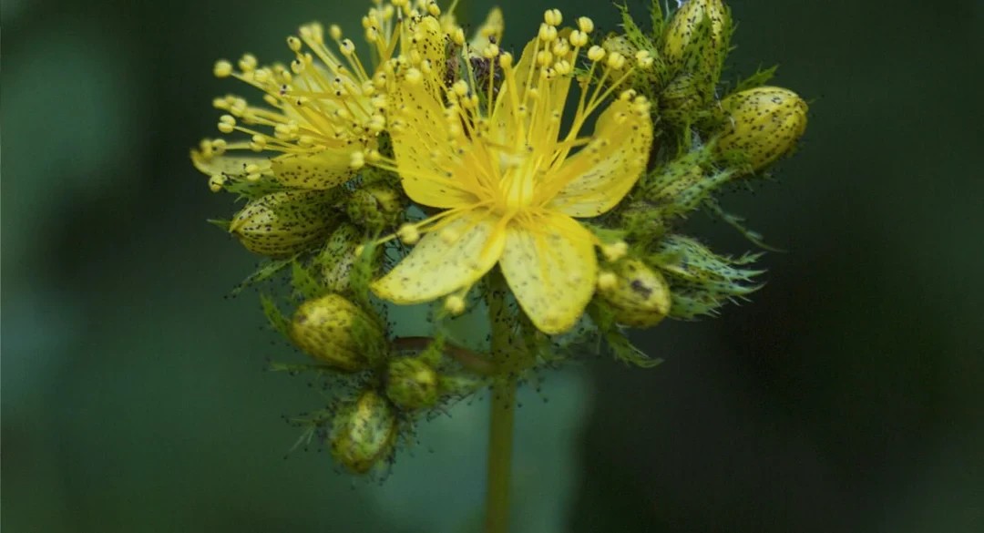 Yara İyi Edici, Hücre Yenileyici Mucizevi Bitki: Sarı Kantaron
