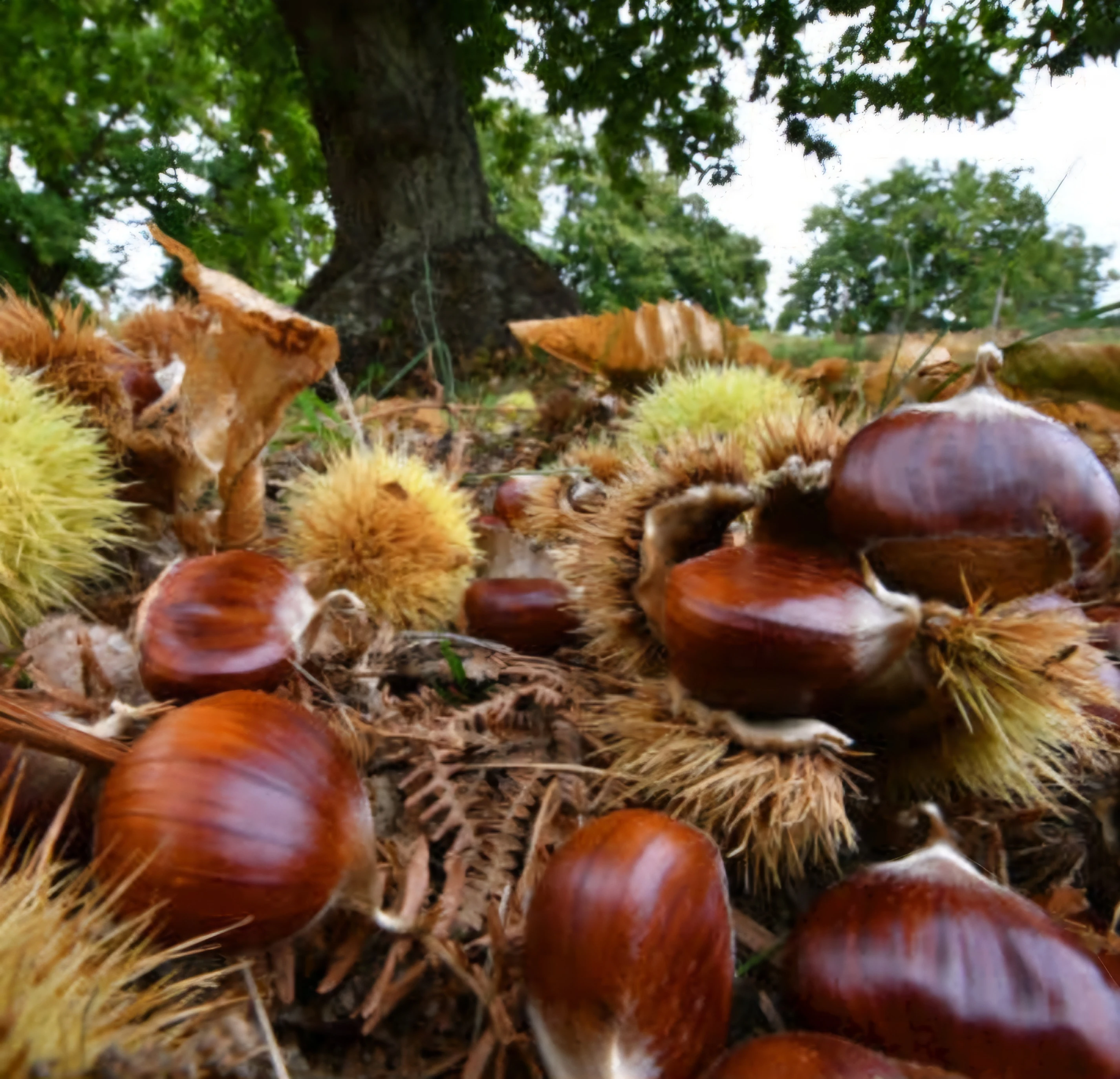 Kestane (Şekerci) (İri Boy) 1 Kg