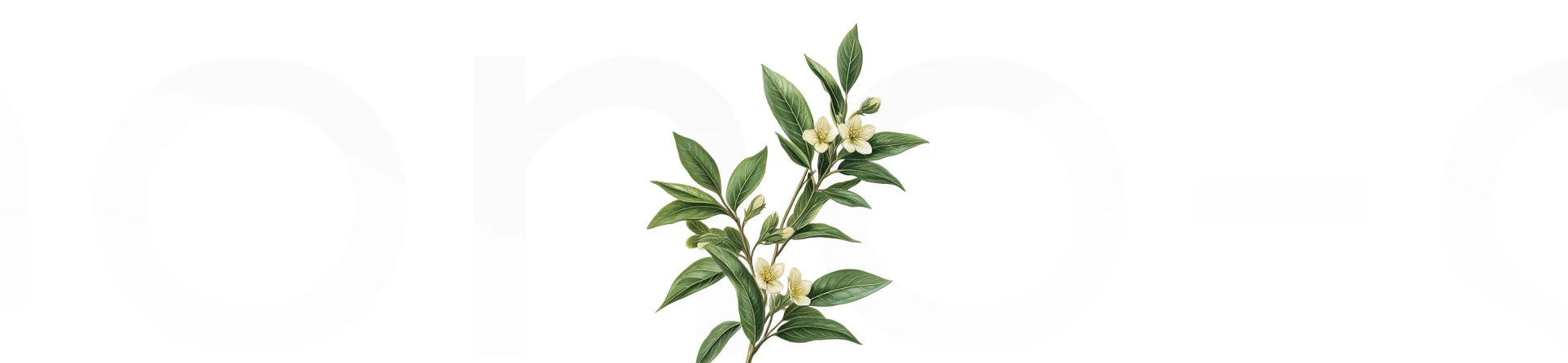 Neroli Yağı: Faydaları, Kullanım Alanları ve Etkileri