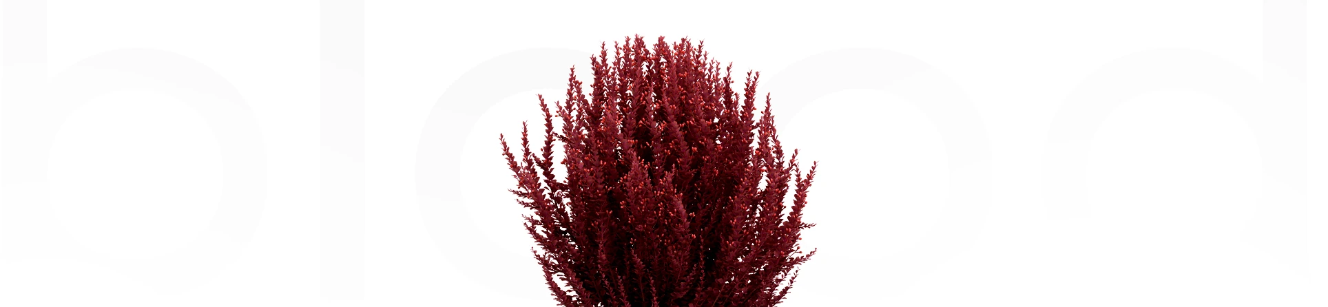 Japanese Blood Grass: Faydaları, Kullanım Alanları ve Etkileri
