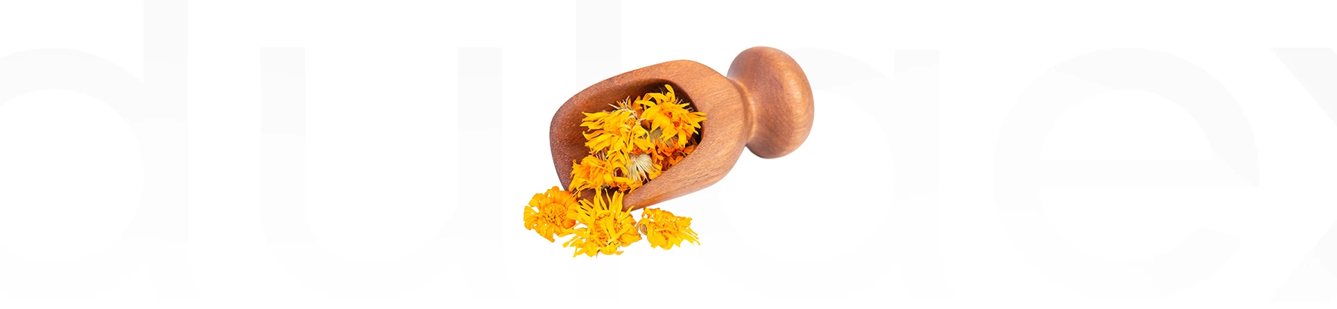 Calendula Extract (Aynısafa Çiçeği Ekstresi): Faydaları, Kullanım Alanları ve Etkileri
