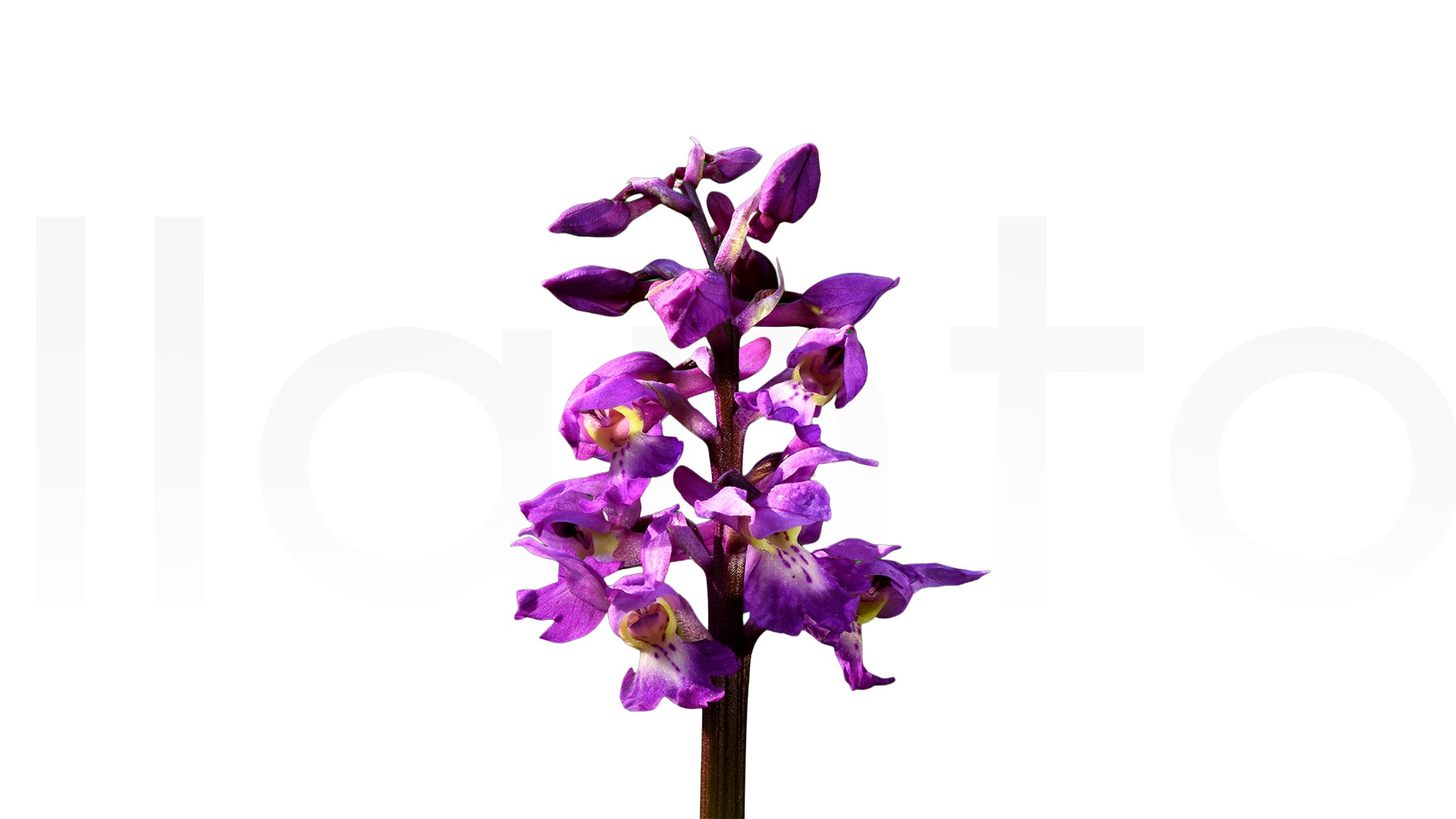 Allantoin: Faydaları, Kullanım Alanları ve Etkileri