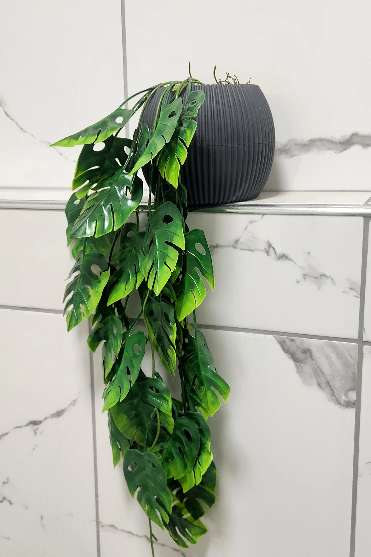 Saksıda Deve Tabanı Saksı Çiçek Sarkıt Süsleme 50 Cm