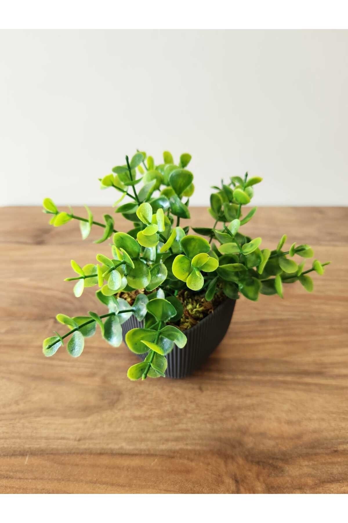 Mini Saksıda Yapay Bitki Şimşir Gerçek Taş Yosunlu Toplam 16 Cm Dekoratif Banyo Mutfak Masa Çiçeği