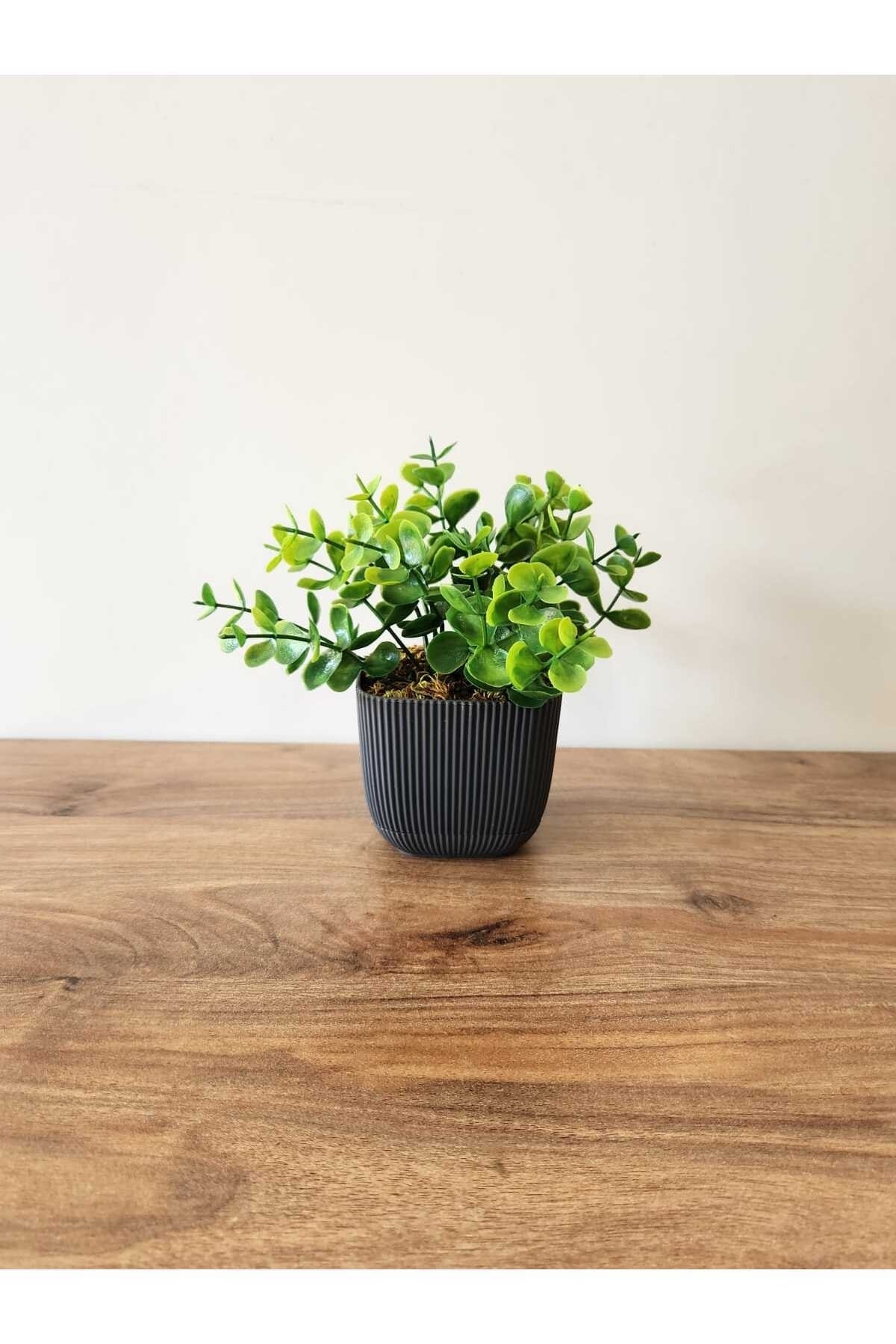 Mini Saksıda Yapay Bitki Şimşir Gerçek Taş Yosunlu Toplam 16 Cm Dekoratif Banyo Mutfak Masa Çiçeği