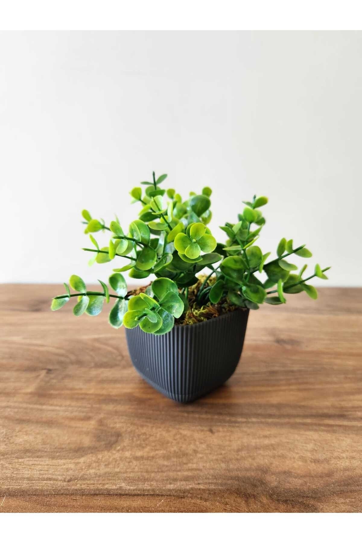 Mini Saksıda Yapay Bitki Şimşir Gerçek Taş Yosunlu Toplam 16 Cm Dekoratif Banyo Mutfak Masa Çiçeği