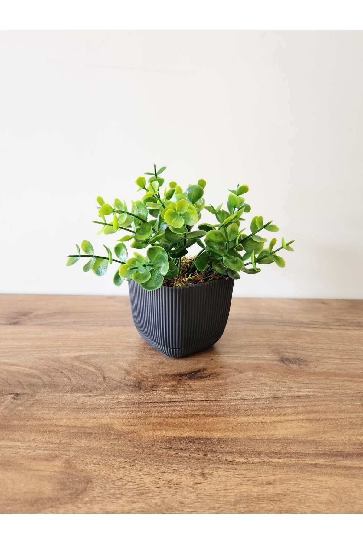 Mini Saksıda Yapay Bitki Şimşir Gerçek Taş Yosunlu Toplam 16 Cm Dekoratif Banyo Mutfak Masa Çiçeği