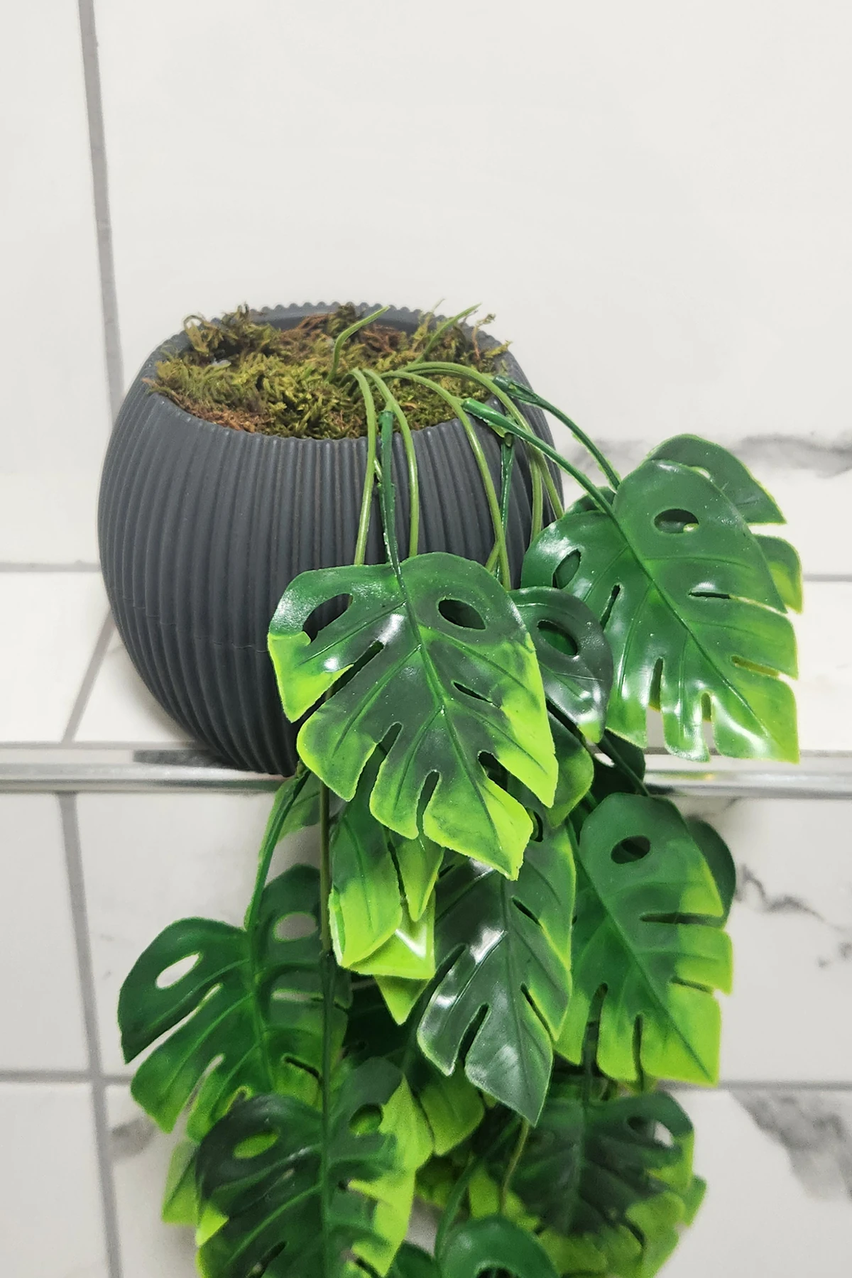 Saksıda Deve Tabanı Saksı Çiçek Sarkıt Süsleme 50 Cm