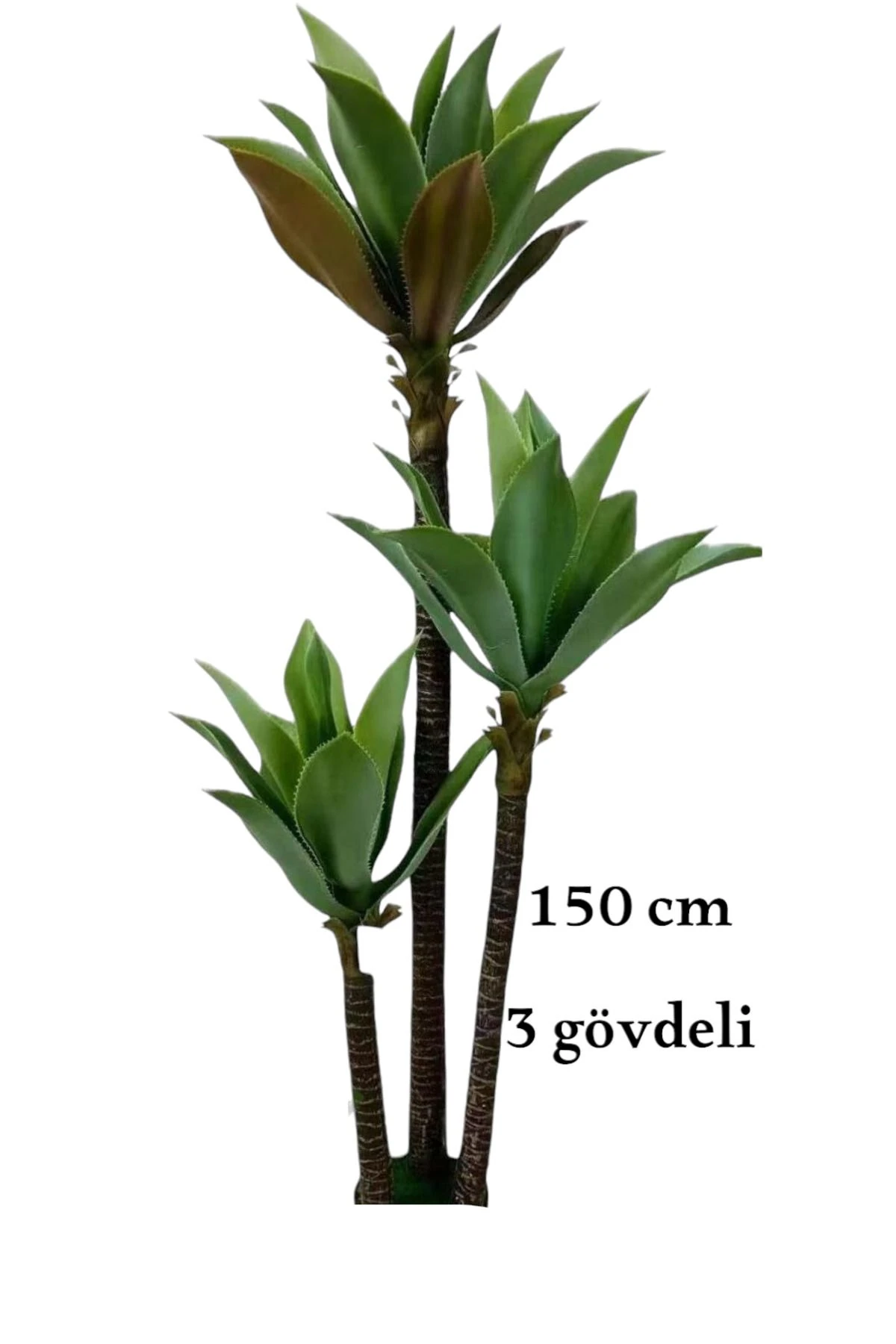 150 cm 3 GÖVDELİ YAPAY AGAVE AĞACI GOLD KEMER BEYAZ SAKSILI AĞAÇ