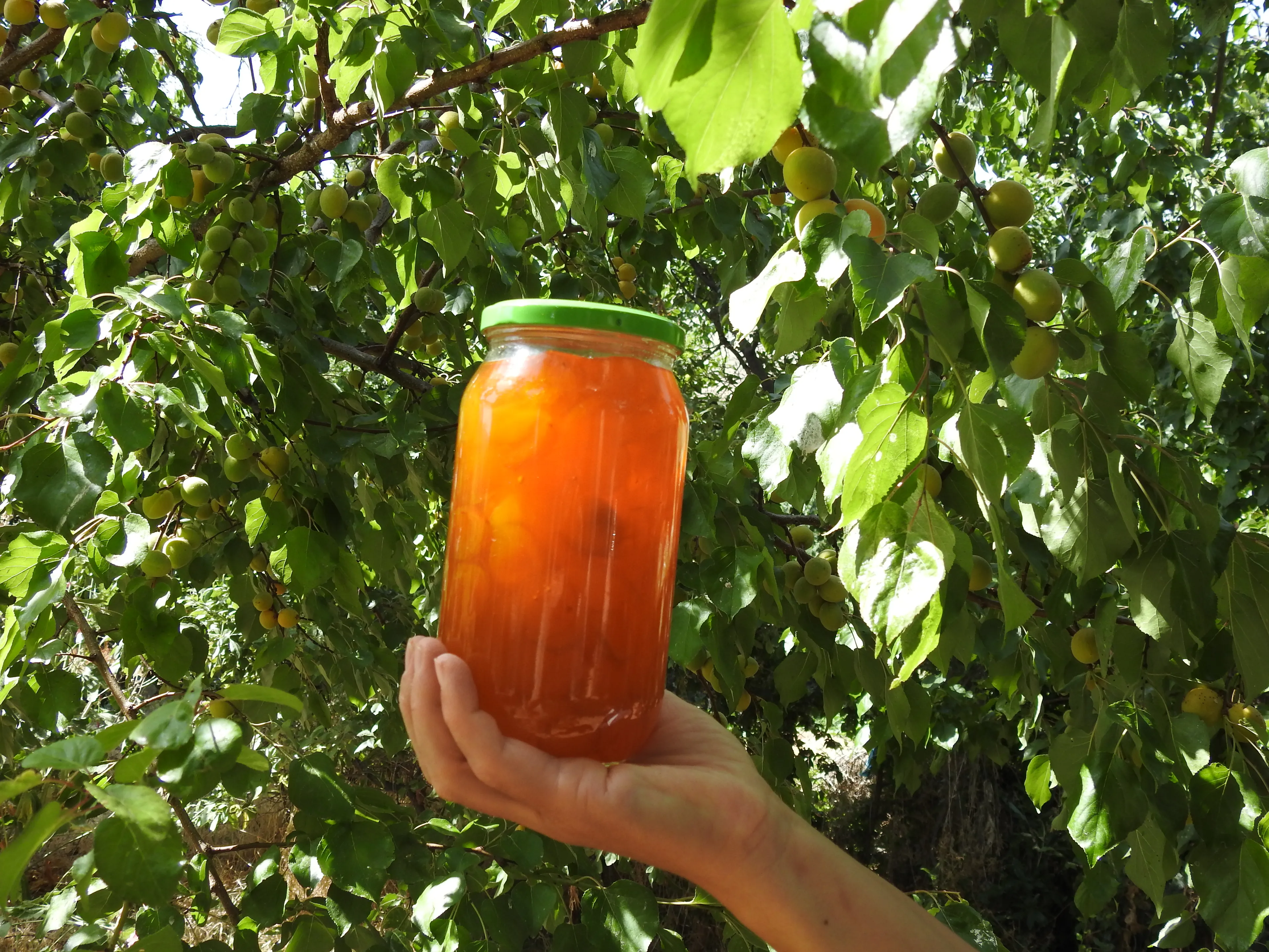 Doğadan Kayısı Reçeli