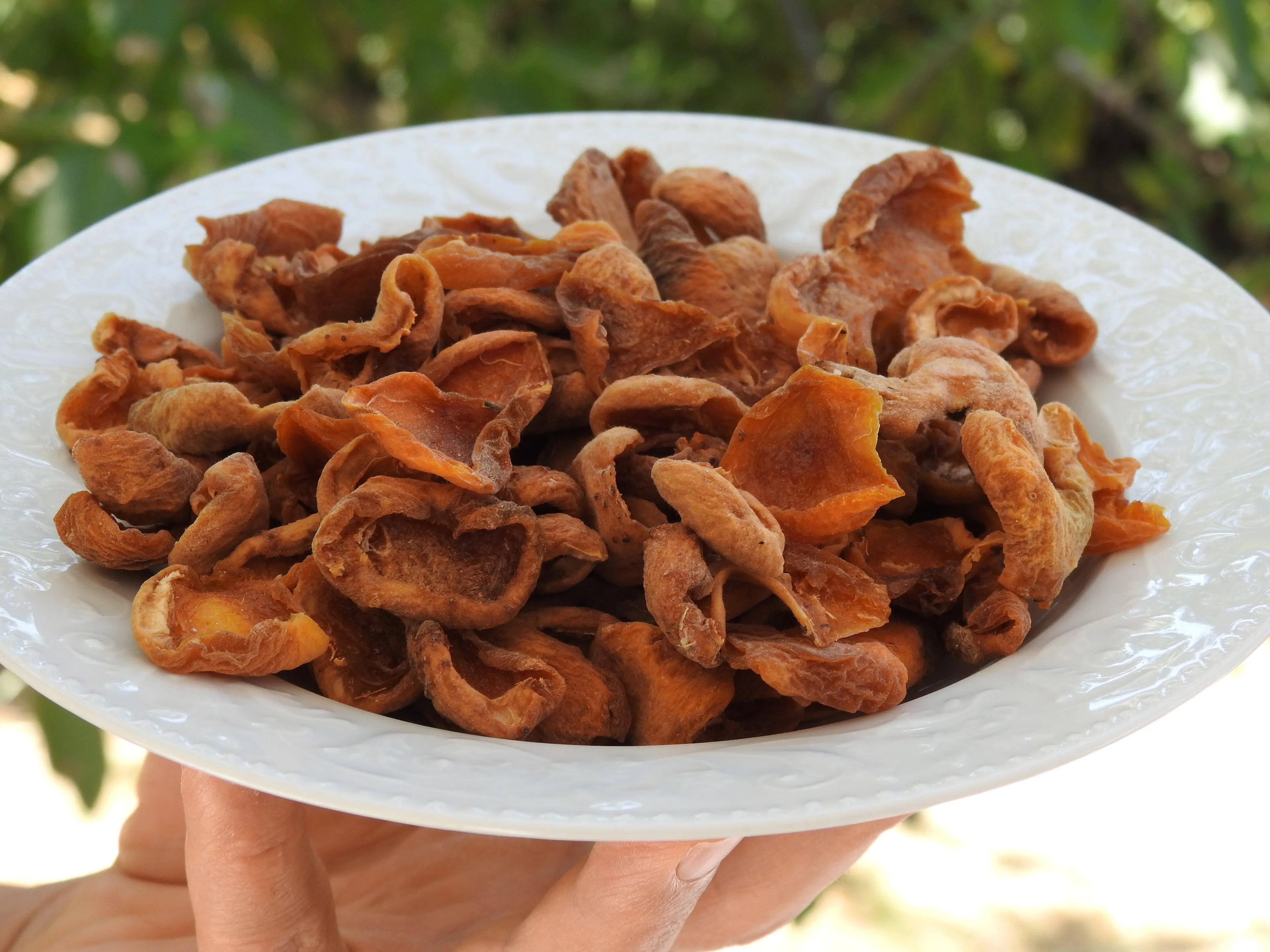 Ev Yapımı Kompostoluk Kuru Kayısı – İlaçsız