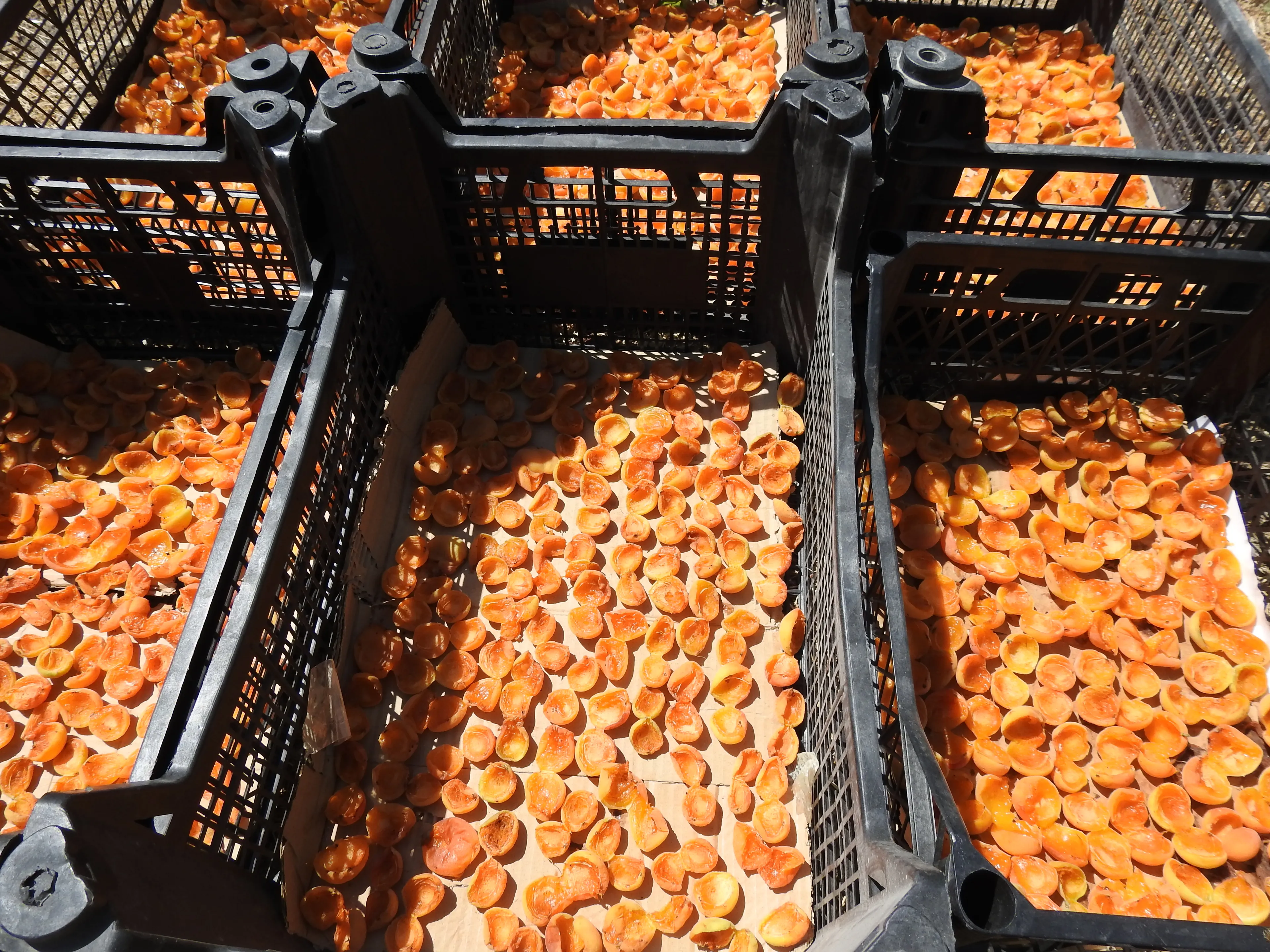 Ev Yapımı Kompostoluk Kuru Kayısı – İlaçsız