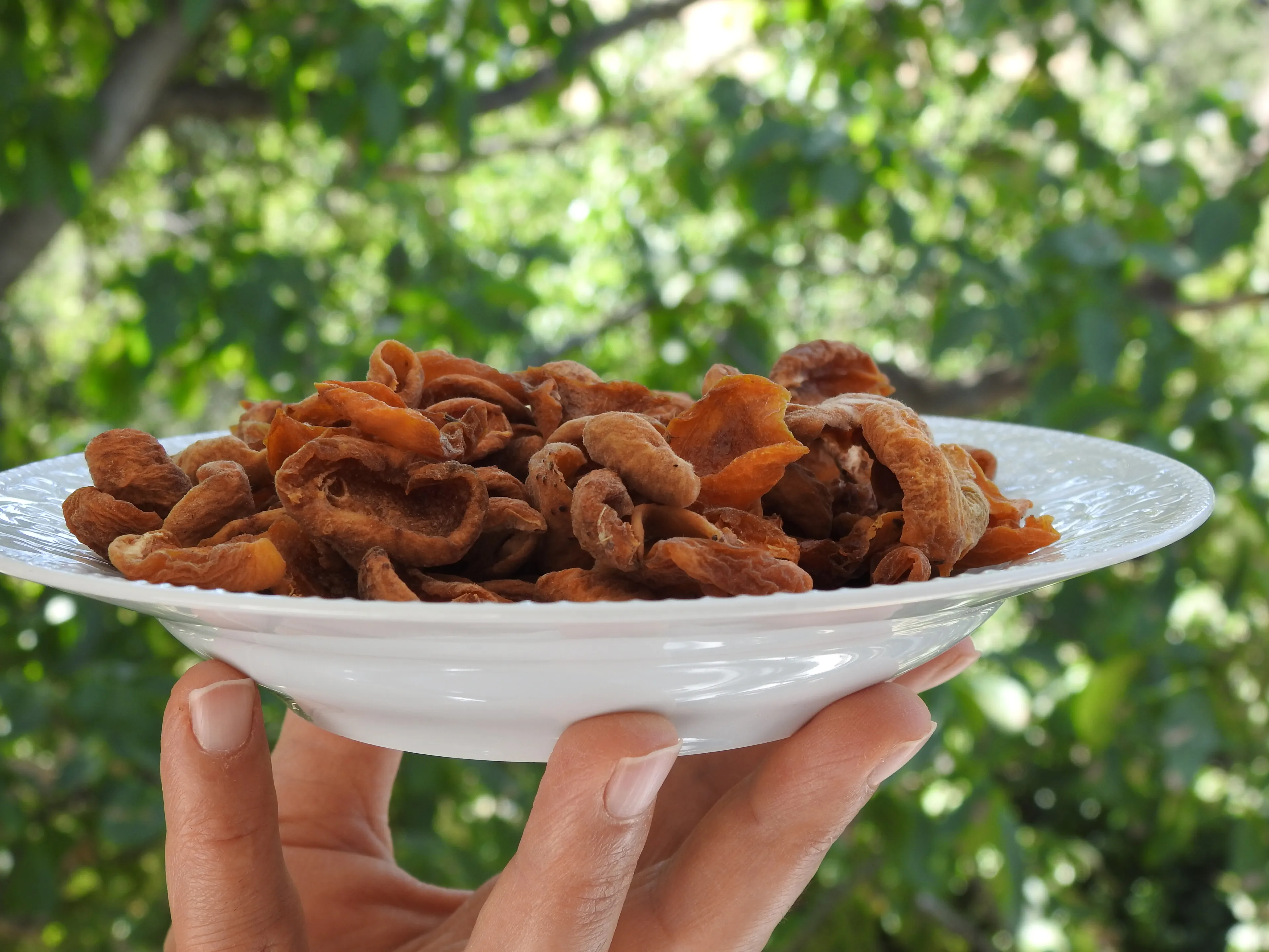 Ev Yapımı Kompostoluk Kuru Kayısı – İlaçsız