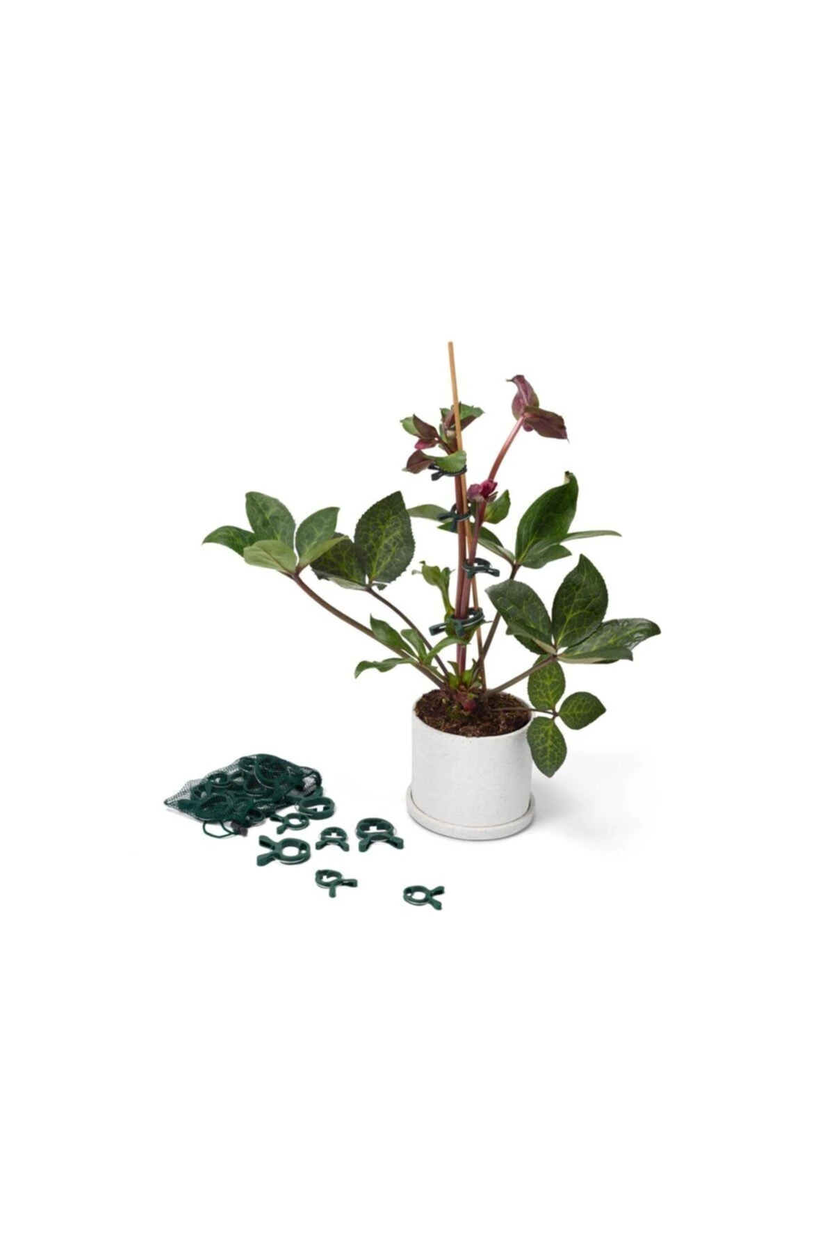 20 Adet Bitki Mandalı