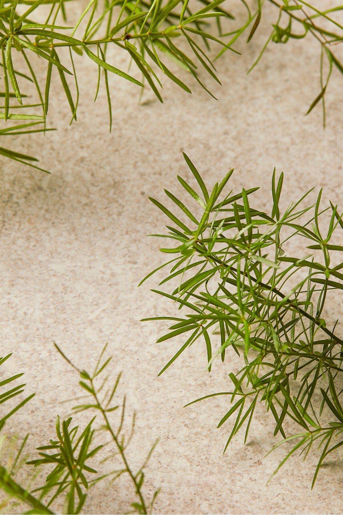 Çay Ağacı Tea Tree Duş Jeli 250 ml