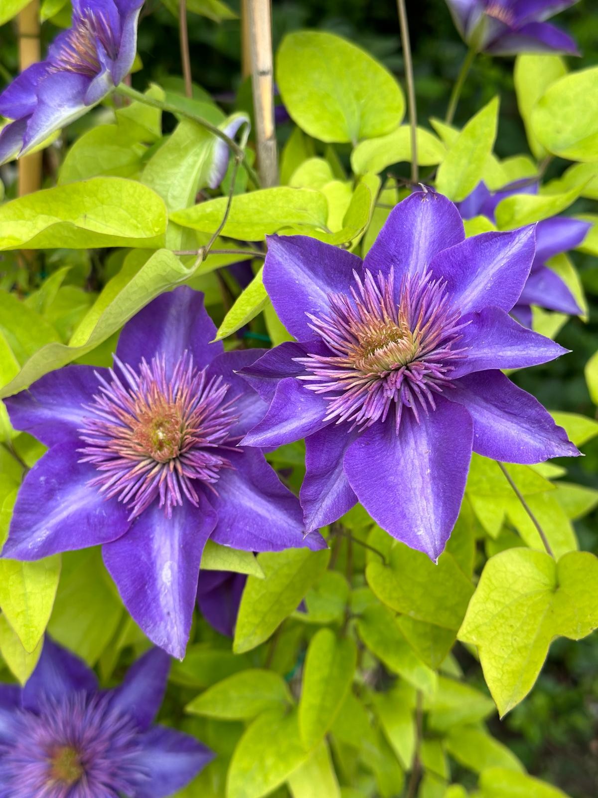 Clematis Multi Blue