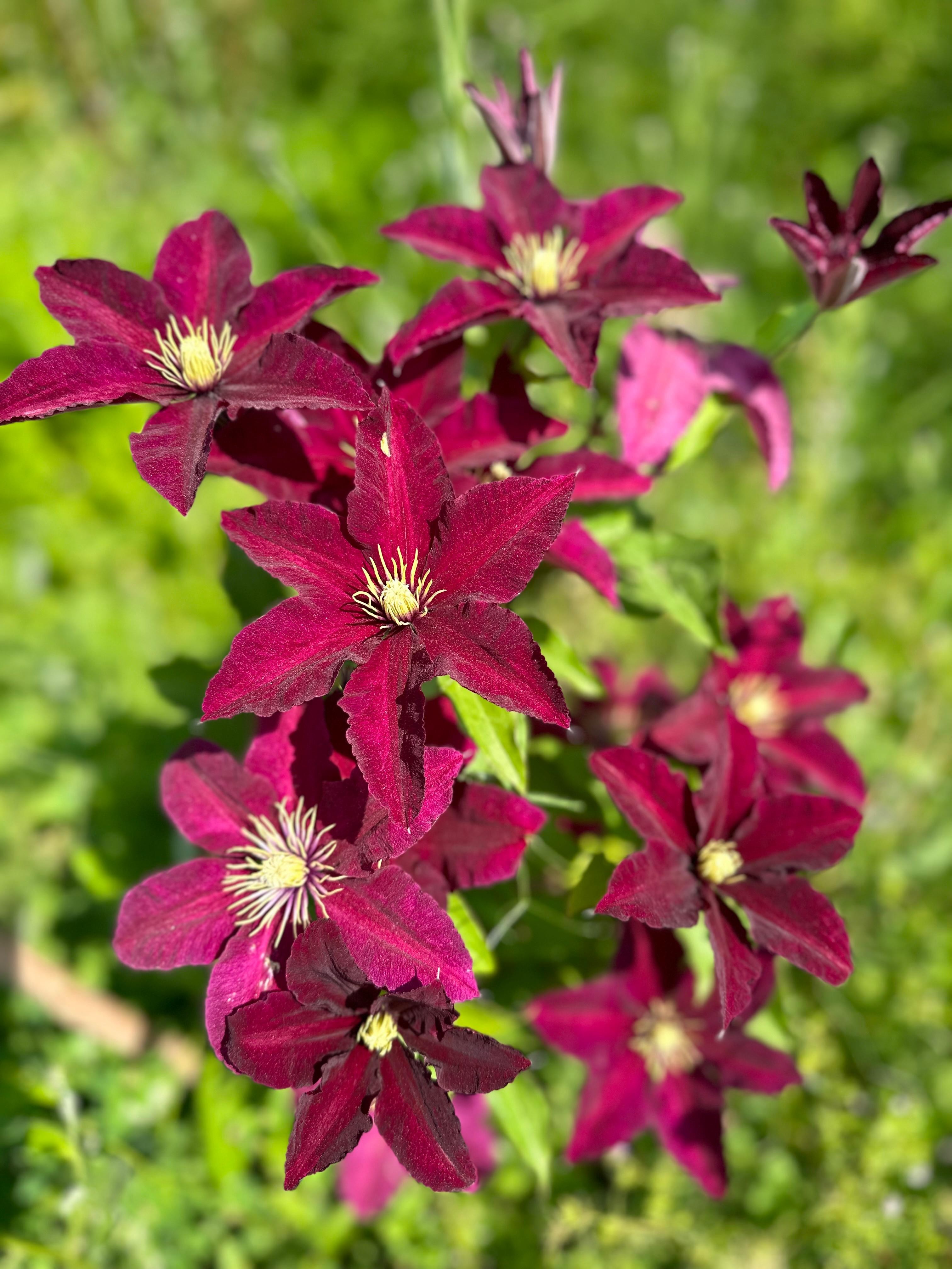 Clematis Niobe 