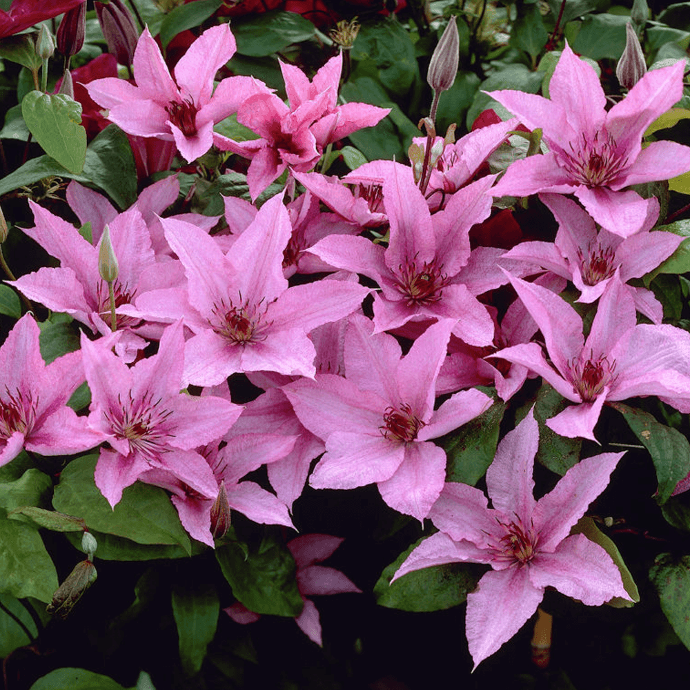 Clematis Hagley Hybrid