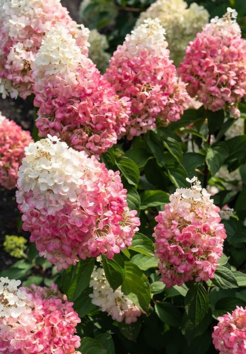 Ağaç Ortanca Hydrangea Paniculata ''Strawberry Blossom''