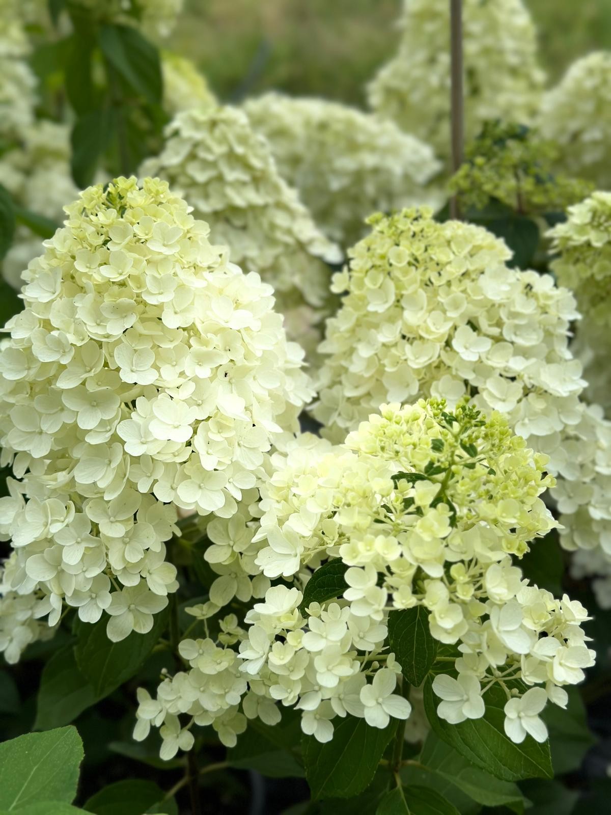 Ağaç Ortanca Hydrangea Paniculata ''Summer Snow''