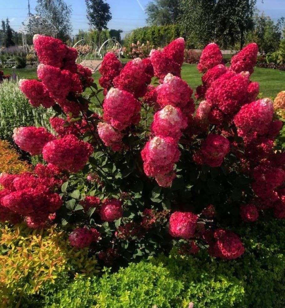 Ağaç Ortanca Hydrangea Paniculata ''Framboisine''