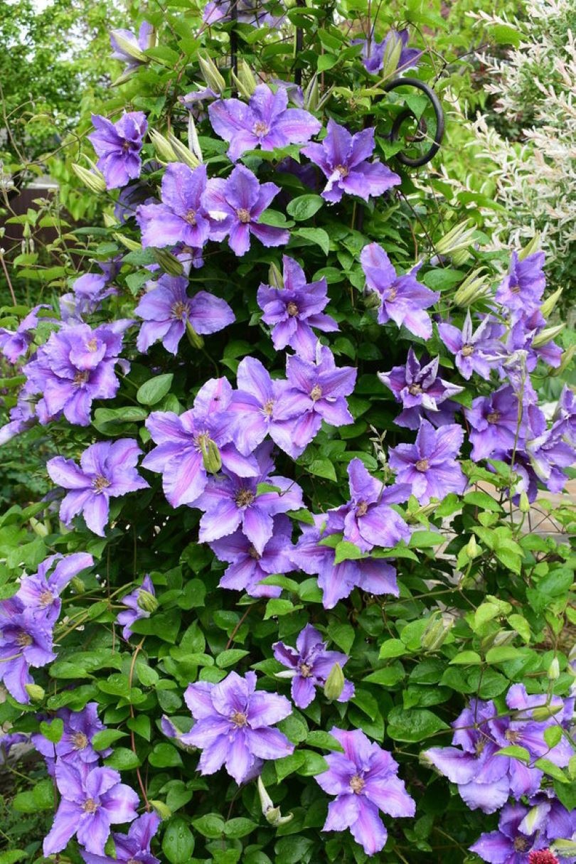 Clematis Bal Tzvetov